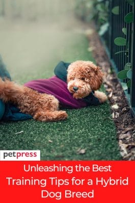 Unleashing the Best: Training Tips for a Hybrid Dog Breed