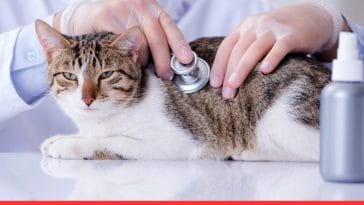 10 Common Health Problems in Purebred Cats To Watch Out For