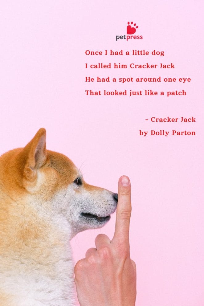 Song Lyrics and Dog Quotes