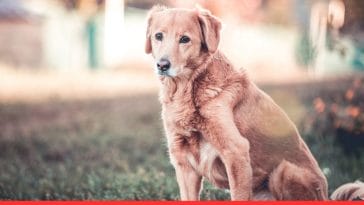 5 Easy Tips to Help a Senior Dog Adjust to a New Home