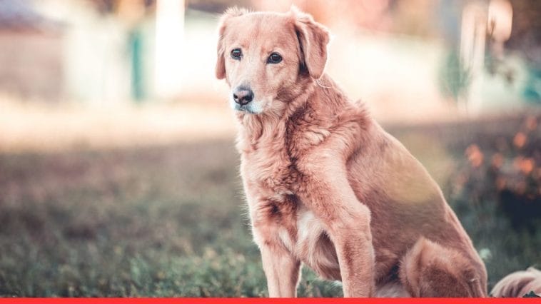 5 Easy Tips to Help a Senior Dog Adjust to a New Home