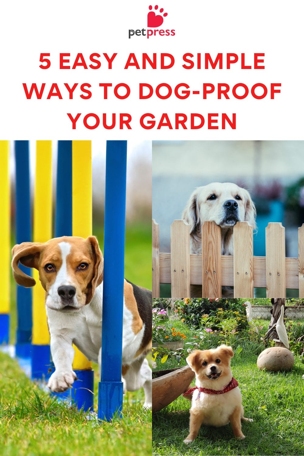 5 Easy and Simple Ways to DogProof Your Garden PetPress