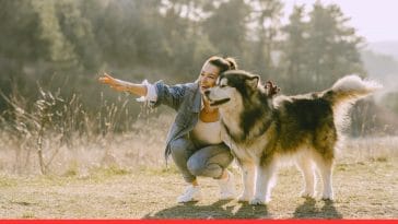 Exercises for High-Energy Dogs