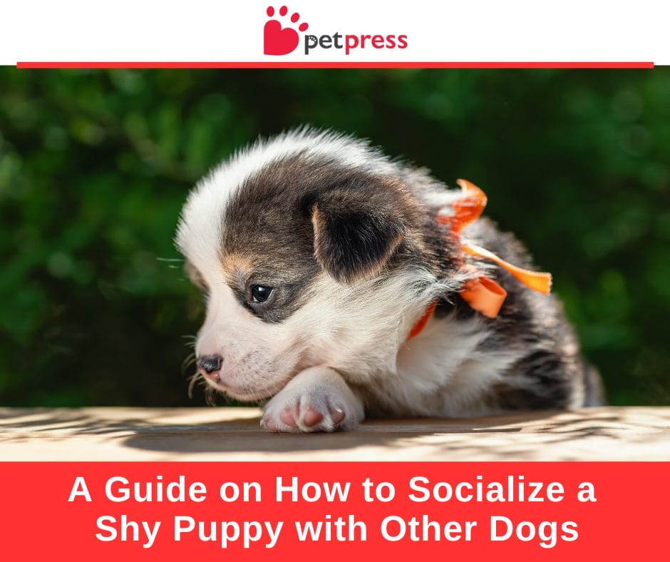 A Guide on How to Socialize a Shy Puppy with Other Dogs - PetPress