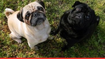 A Quick Guide to Dental Care for Brachycephalic Dogs