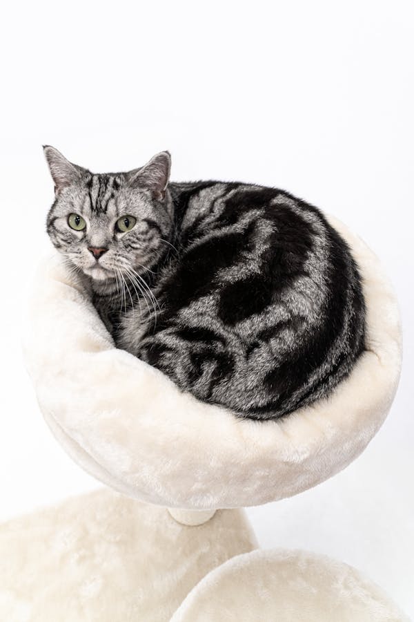 American Shorthair