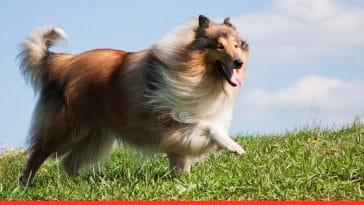 Best Solutions for Shedding Dogs with Long Fur