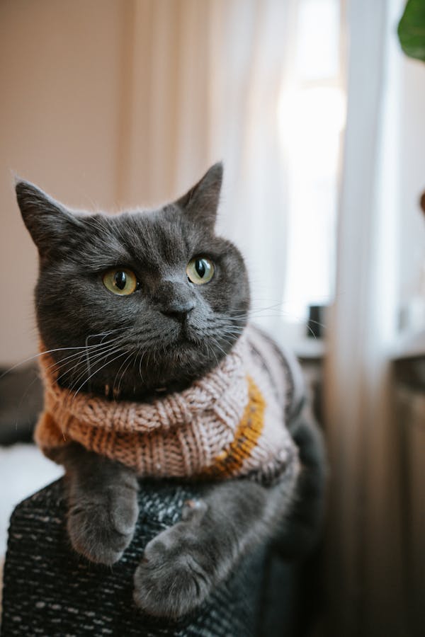 British Shorthair