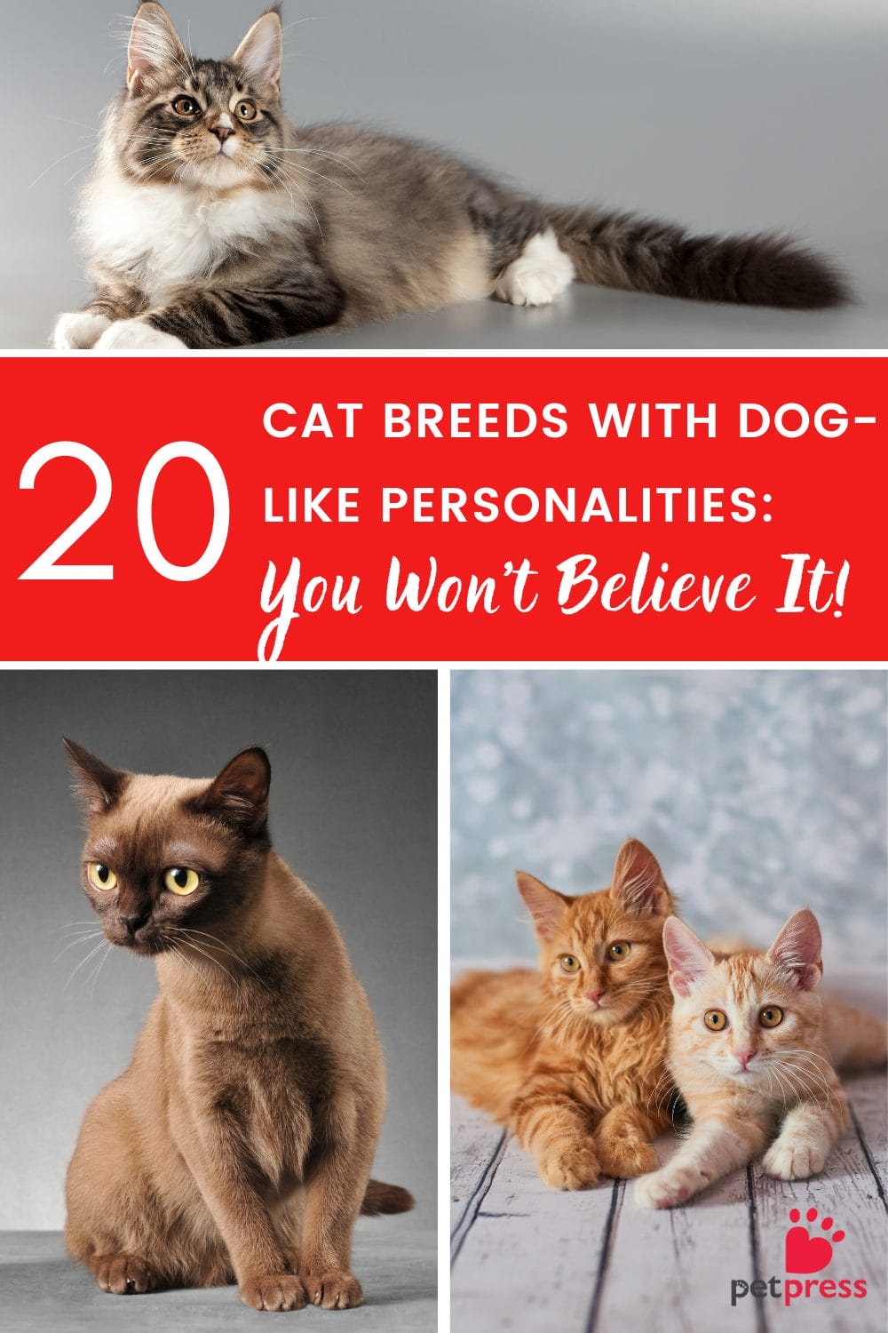 20 Cat Breeds With Dog-Like Personalities: You Won't Believe It! - PetPress