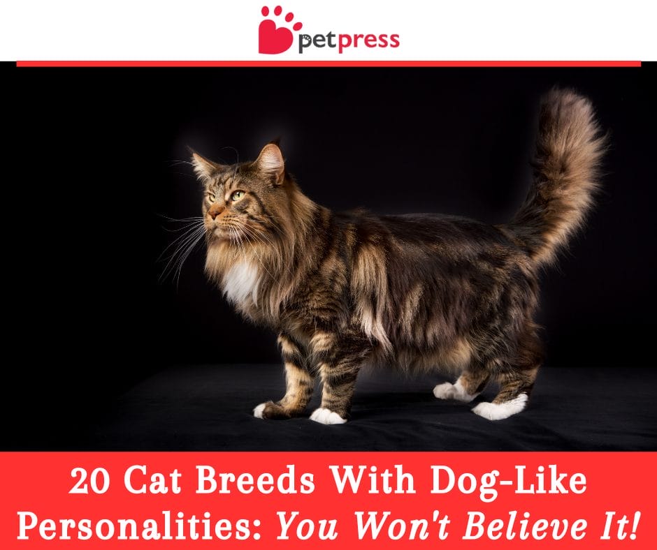Cat Breeds With Dog-Like Personalities