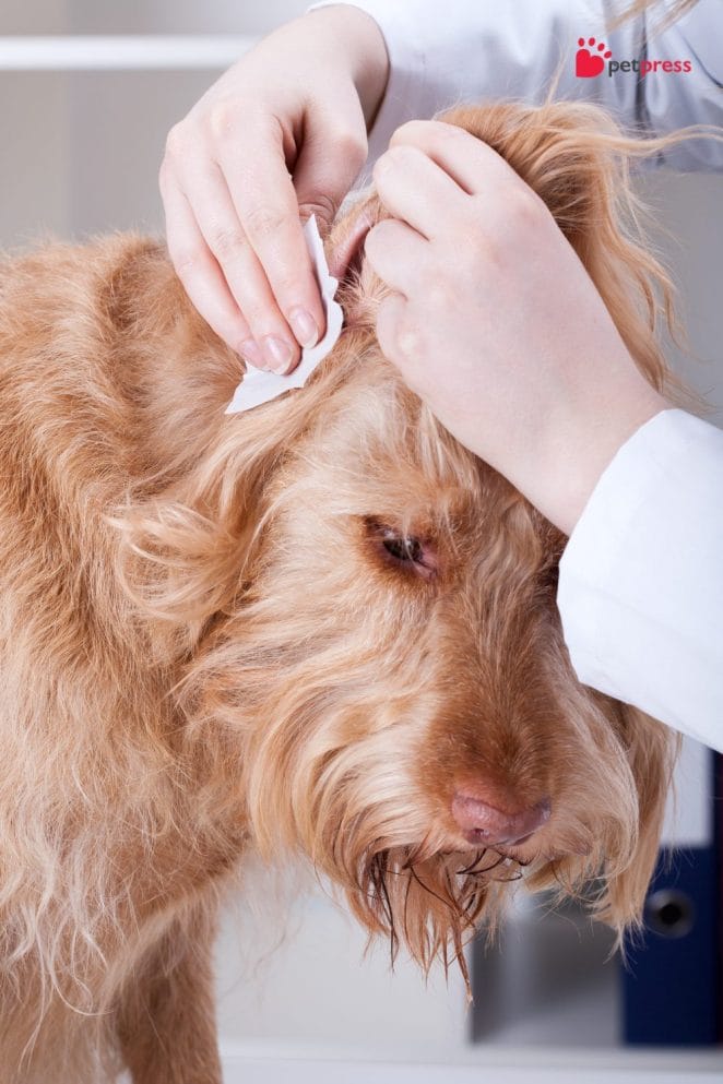 Common Ear Infections in Dogs