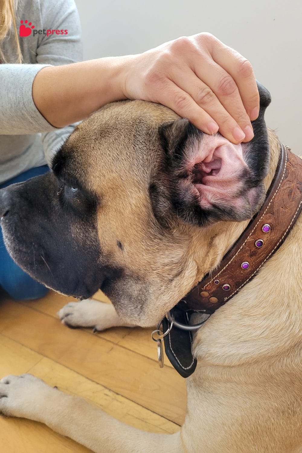 Common Ear Infections in Dogs