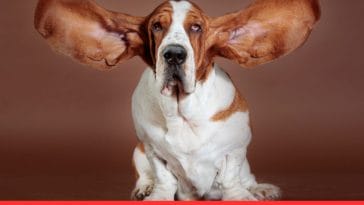 Common Ear Infections in Dogs