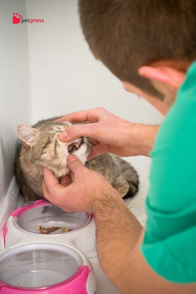 Common Health Problems In Purebred Cats cat health illness