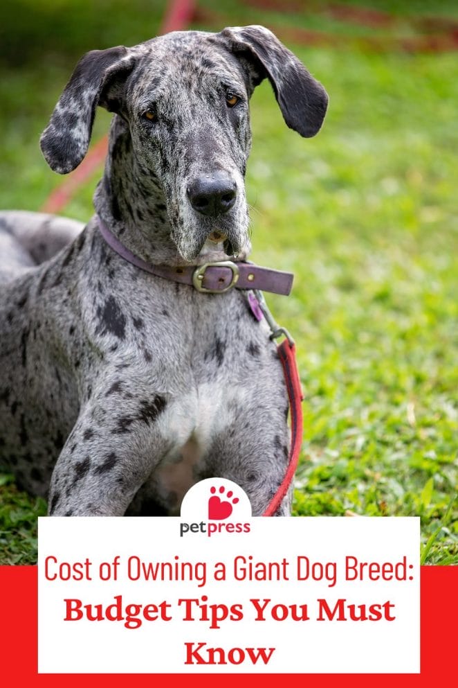 Cost of Owning a Giant Dog Breed