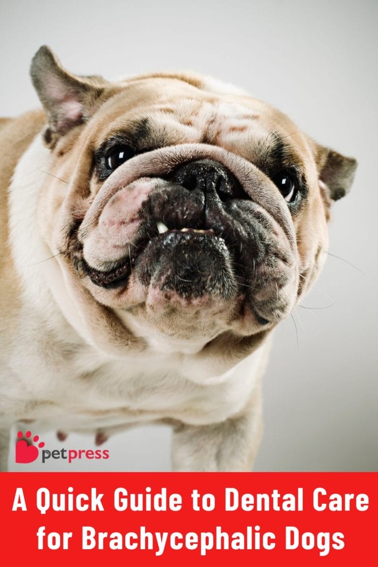 A Quick Guide To Dental Care For Brachycephalic Dogs - Petpress