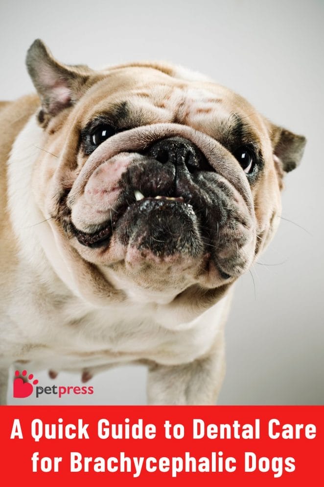 Dental Care for Brachycephalic Dogs