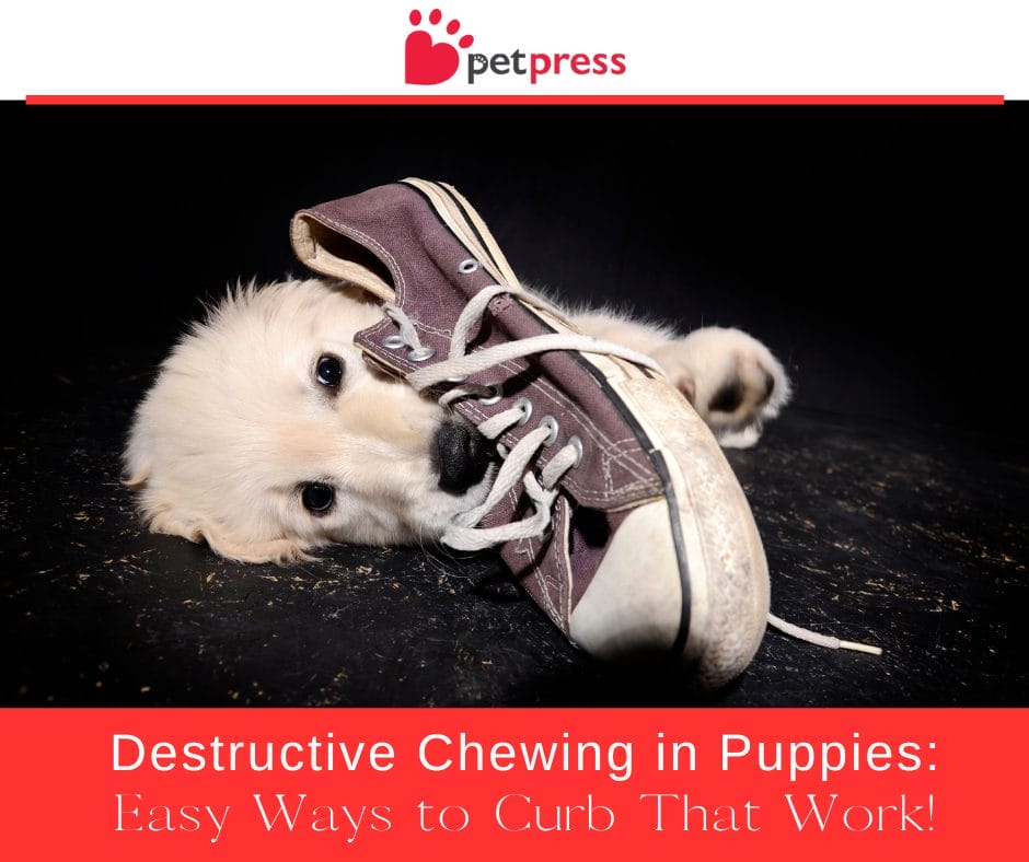 Destructive Chewing in Puppies Easy Ways to Curb That Work! PetPress