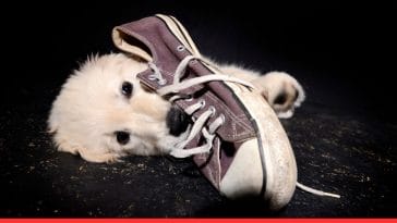 Destructive Chewing in Puppies Easy Ways to Curb That Work!