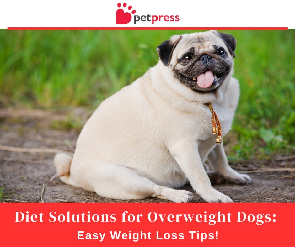 Diet Solutions for Overweight Dogs: Easy Weight Loss Tips! - PetPress