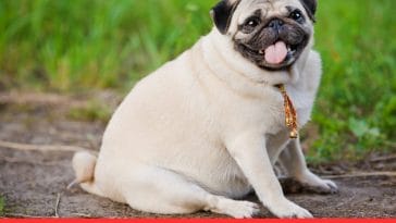 Diet Solutions for Overweight Dogs