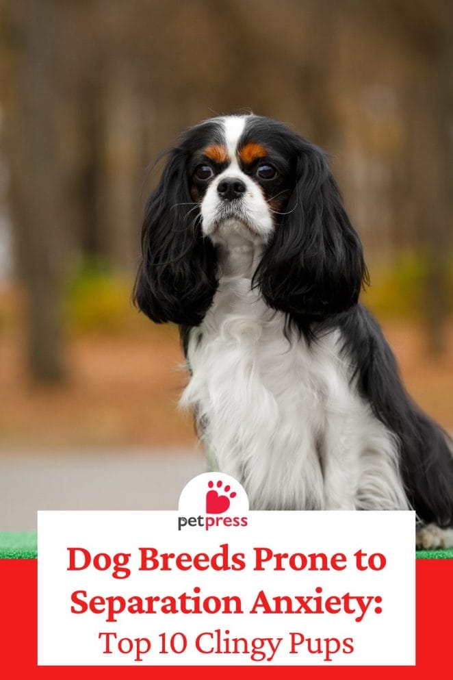 Dog Breeds Prone to Separation Anxiety (2)