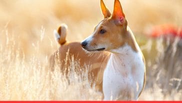 Dog Breeds That Bark Less