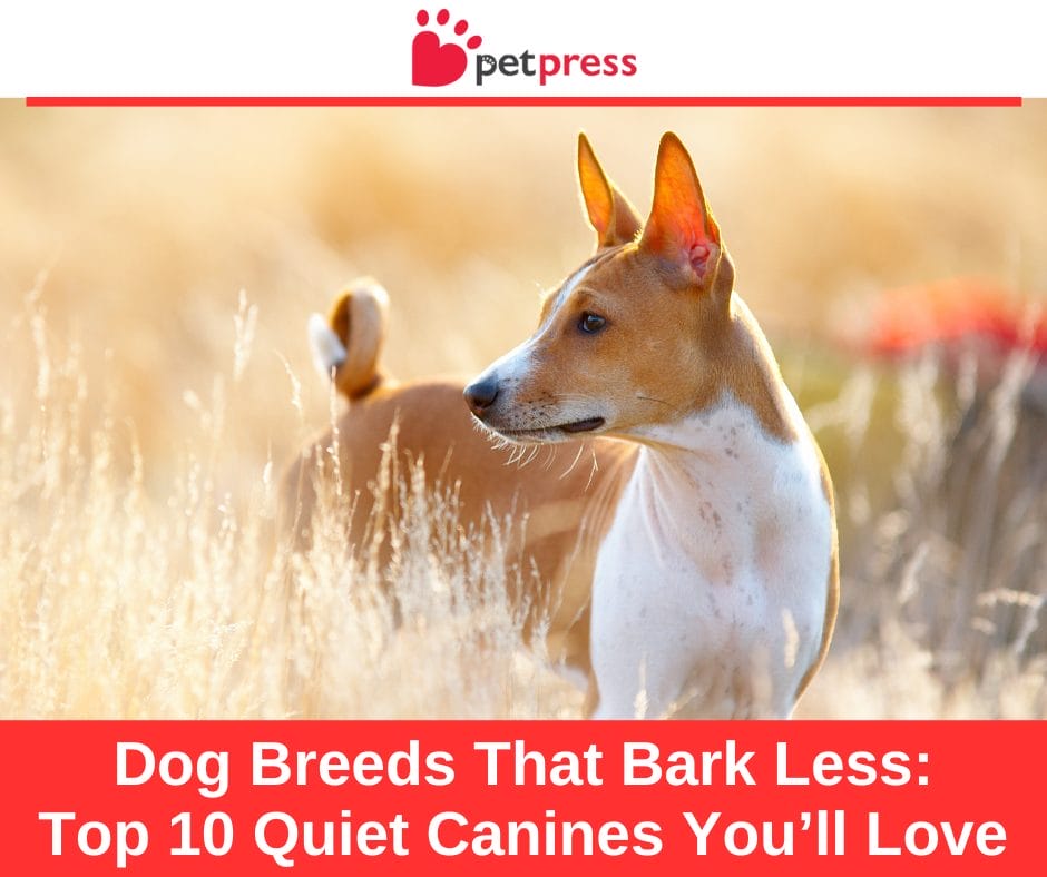 do dogs bark less as they age