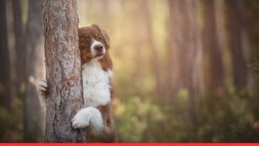 Dog Breeds Prone to Separation Anxiety