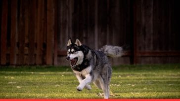 Dog Breeds with High Prey Drive Top Hunters Unleashed