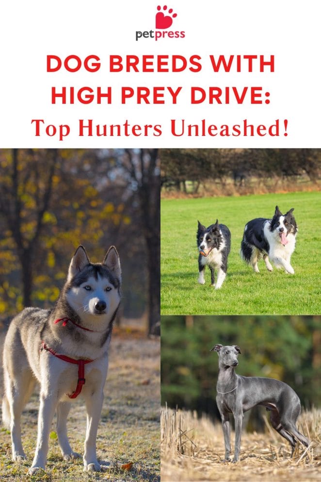 Dog Breeds with High Prey Drive Top Hunters Unleashed