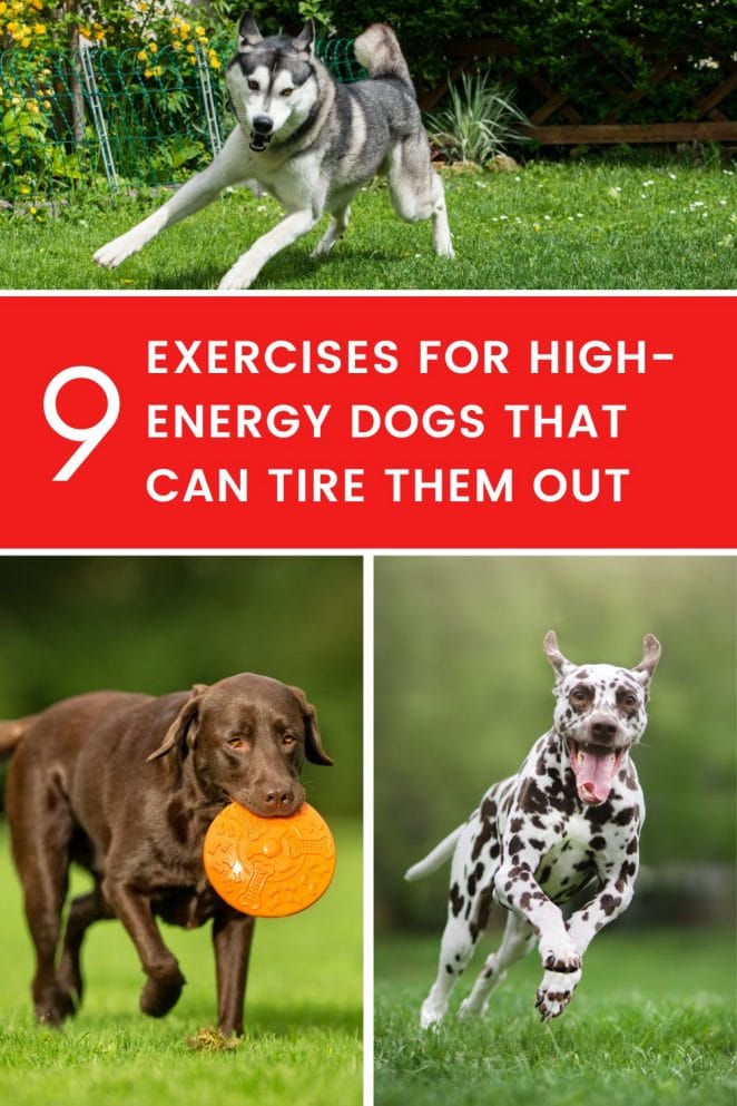 Exercises for High-Energy Dogs