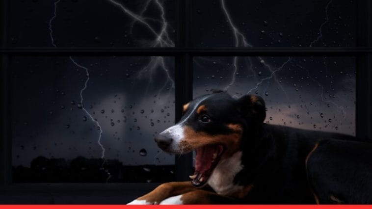 Expert Tips for Calming Dogs with Thunderstorm Phobia