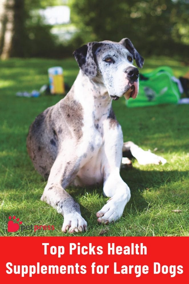 Health Supplements for Large Dogs great danes