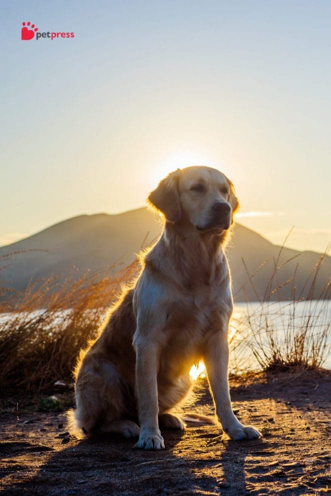 Health Supplements for Large Dogs labrador retriever