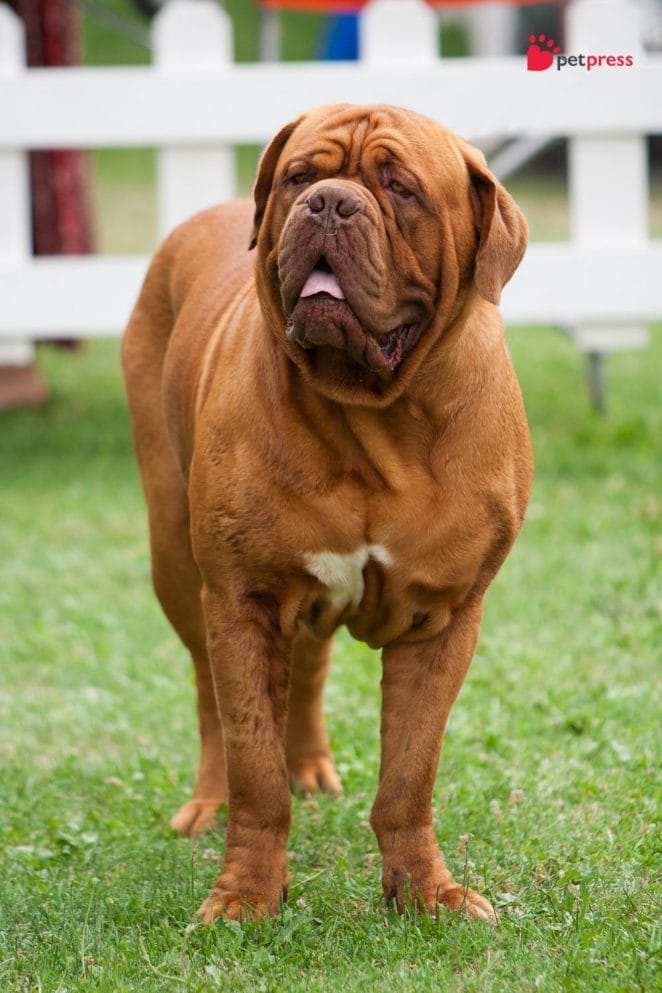 Health Supplements for Large Dogs mastiffs