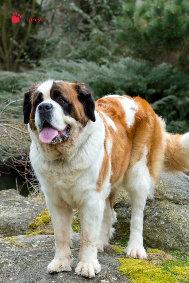 Health Supplements for Large Dogs st. bernard
