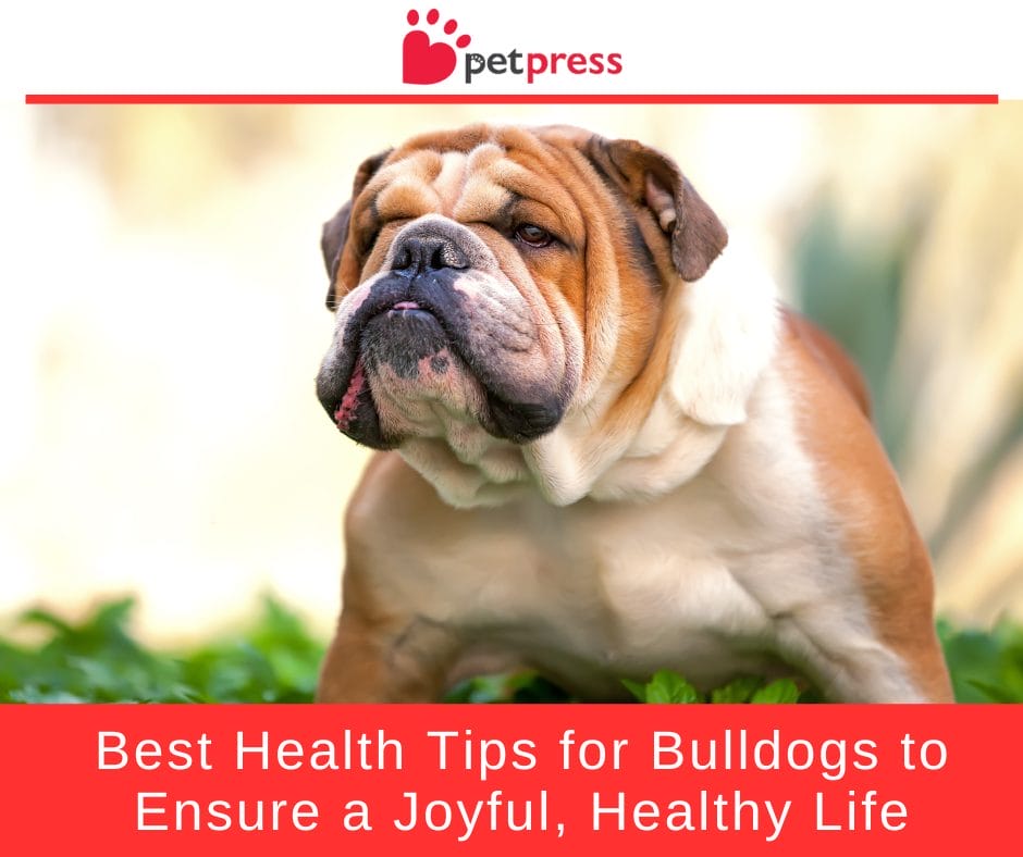 Best Health Tips for Bulldogs to Ensure a Joyful, Healthy Life - PetPress