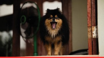 Dog Aggression Towards Kids