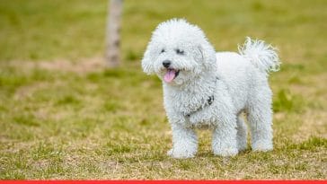 Most Intelligent Dog Breeds for Families