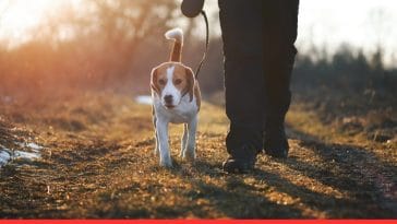 A Perfect Guide for First-Time Dog Owners