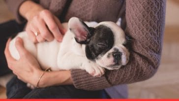 French Bulldog Puppy Care Tips