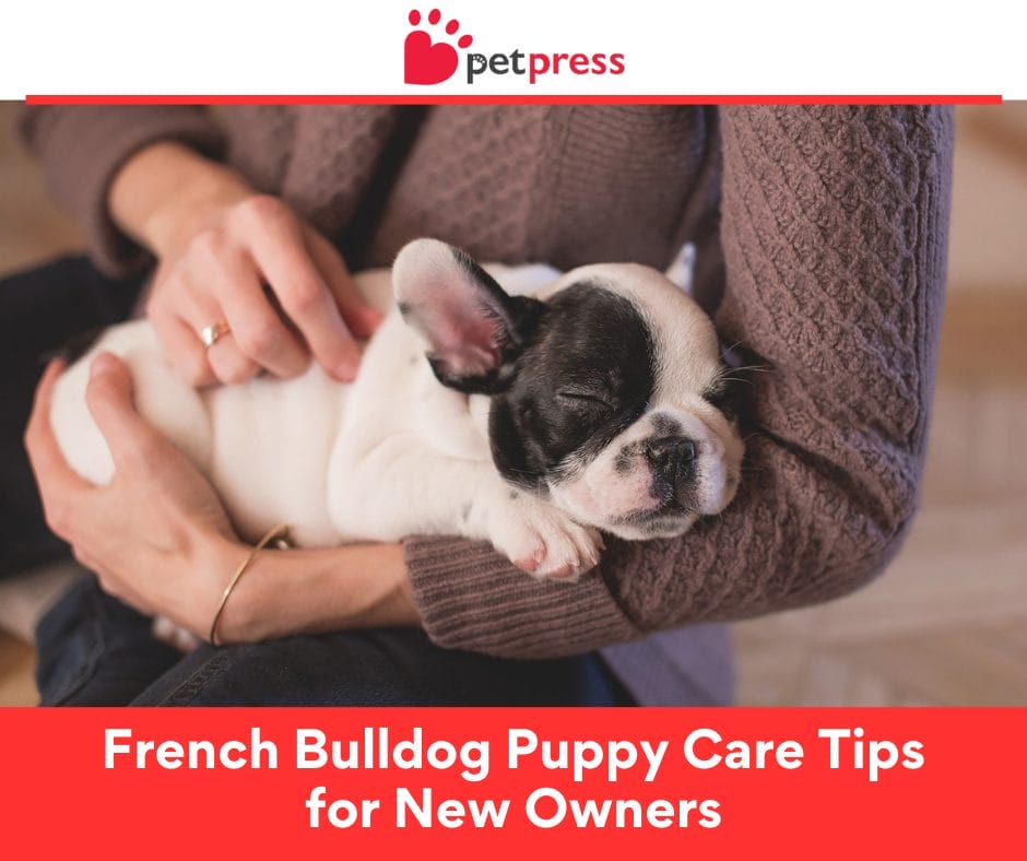 French Bulldog Puppy Care Tips