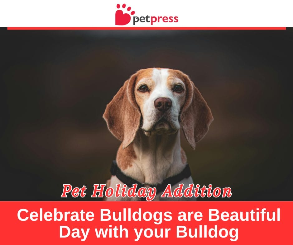 Beagle Bliss: Celebrating National Beagle Day - PetPress