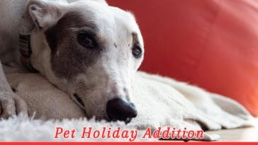 National Adopt a Greyhound Month