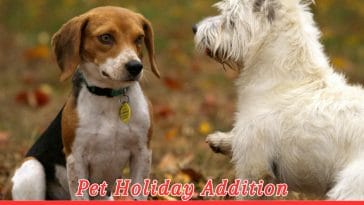 National Lost Dog Awareness Day