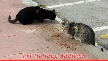 World Stray Animals Day