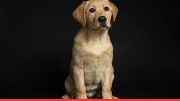 Labrador Retriever Puppy Care Tips