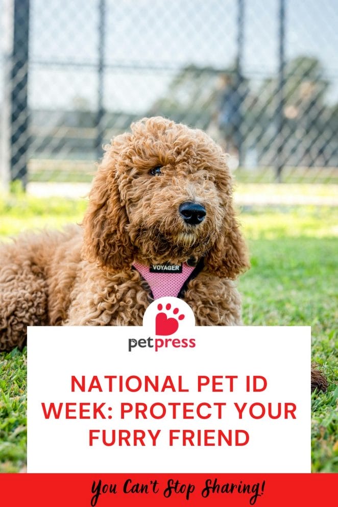 National Pet ID Week