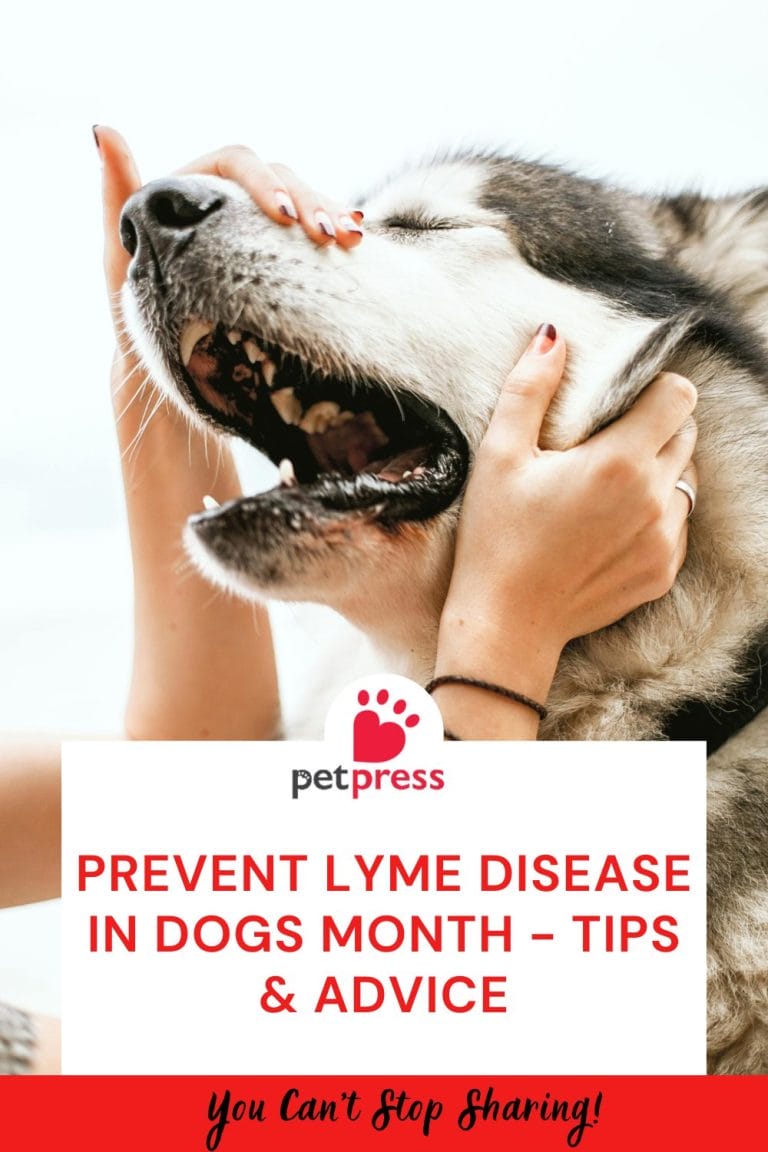 Prevent Lyme Disease in Dogs Month - Tips & Advice - PetPress